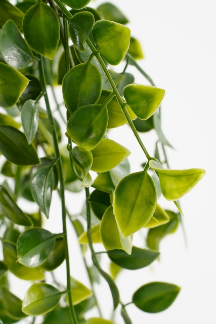 Kunstplant Mica Ficus hangend in pot groen Ø20 46c