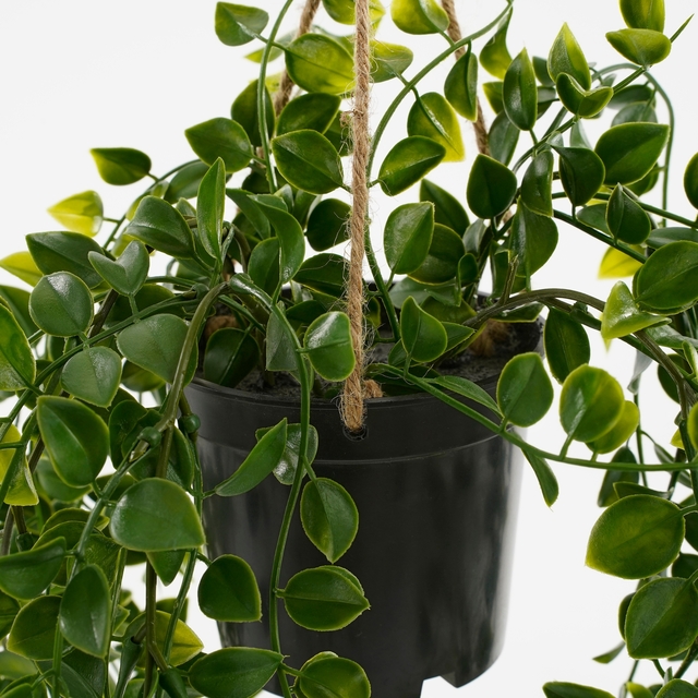Kunstplant Mica Ficus hangend in pot groen Ø20 46c